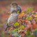 City sparrows