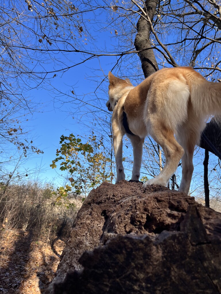 hiking  by annymalla