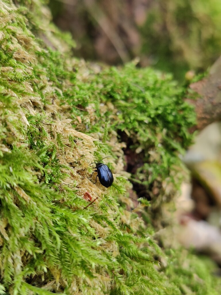 Alder Leaf Beetle by roachling