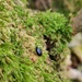 Alder Leaf Beetle