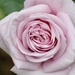 Lilac Rose