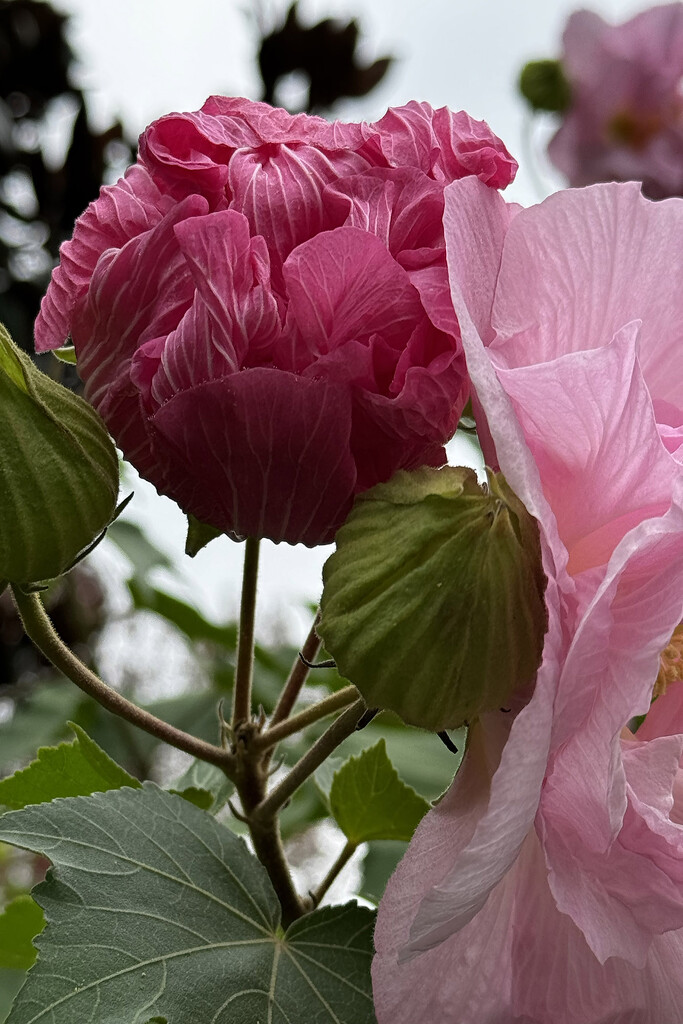 Oak Leaf Hydrangea by k9photo