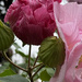 Oak Leaf Hydrangea