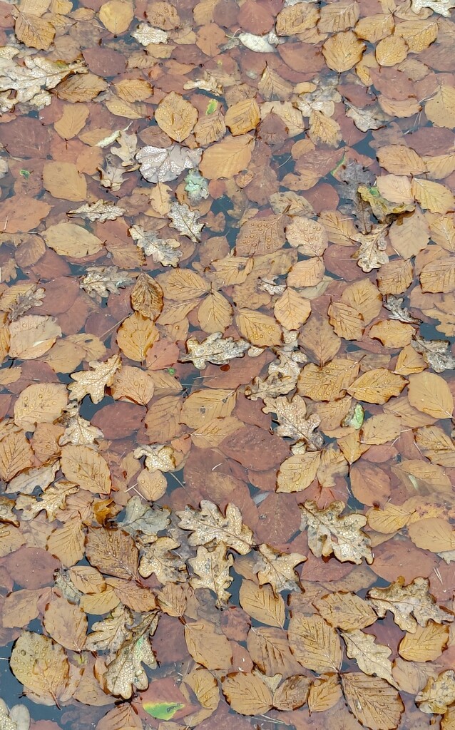 Leaves on the Lake by roachling