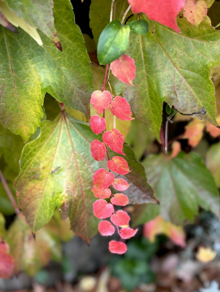 Chain of red leaves by lizgooster