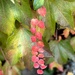 Chain of red leaves