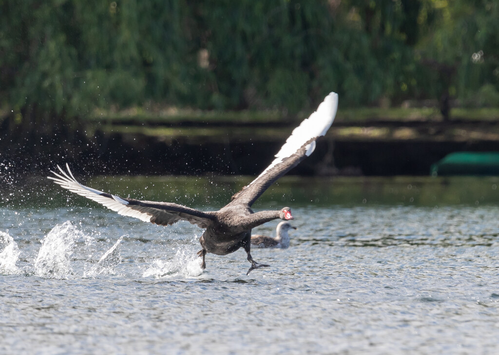 Got to close to a female i think and was chased away by creative_shots