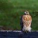 Red-Shouldered Hawk