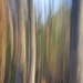 Poplar Trees