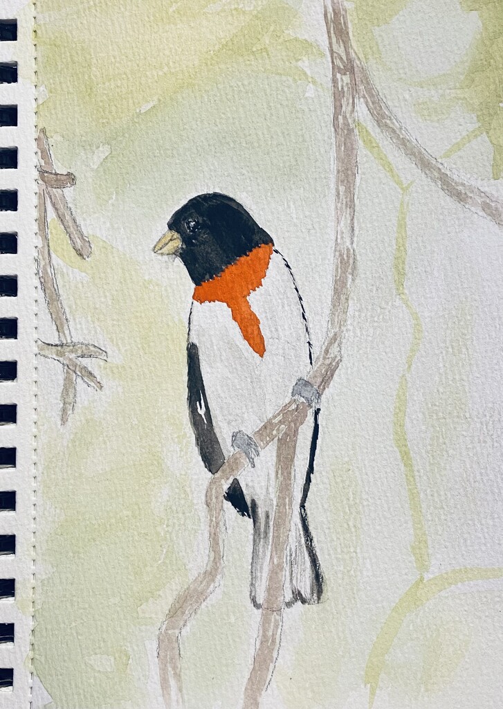 Rose Breasted Grosbeak watercolor  by mtb24