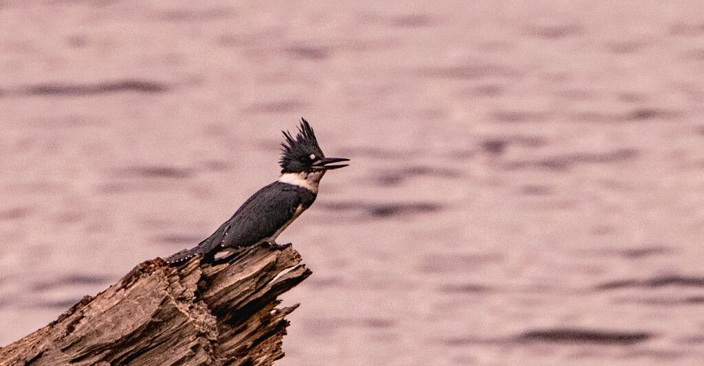 Kingfisher on the Stump! by rickster549