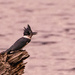 Kingfisher on the Stump!