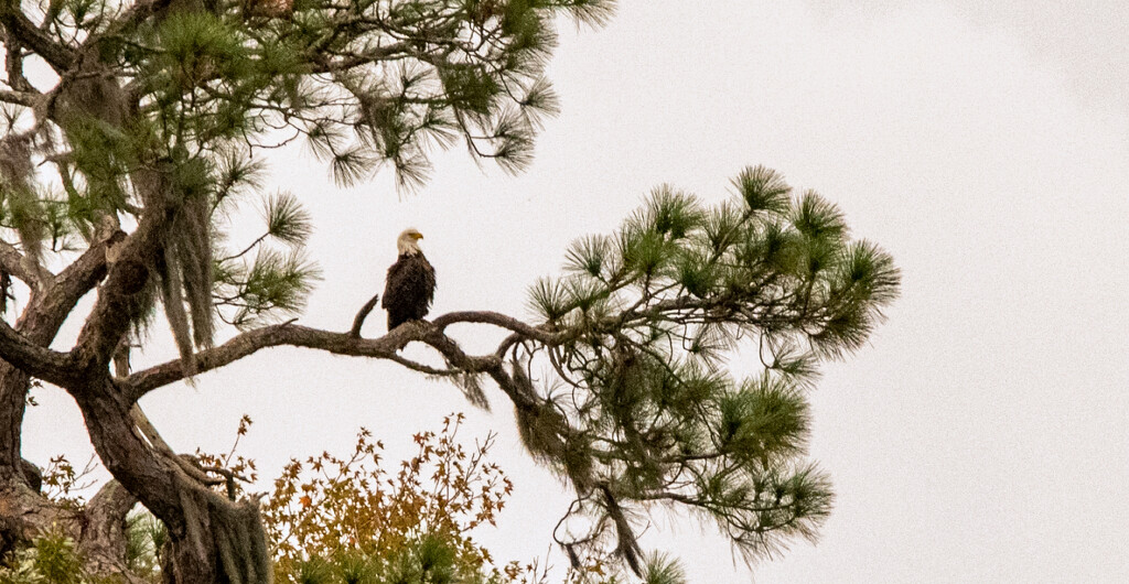 Bald Eagle Taking a Break! by rickster549