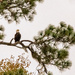 Bald Eagle Taking a Break!