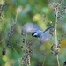 gathering seeds