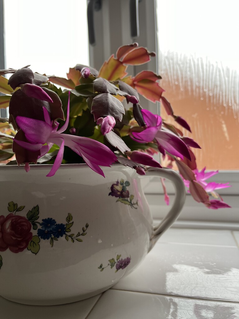 Christmas Cactus flowering early..... by anne2013