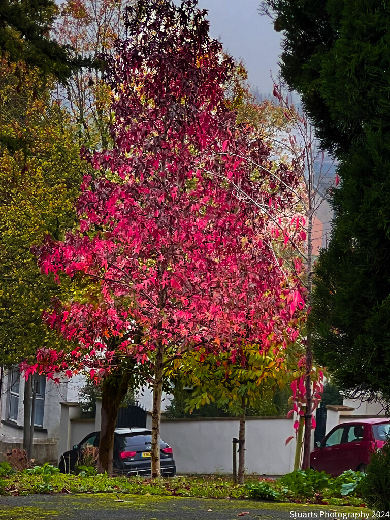 Autumn leaves  by stuart46