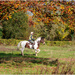 Castlemorton Common