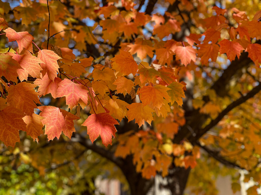 And Changing Leaves by gardenfolk