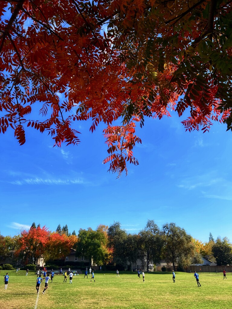 Bright Autumn Day by gardenfolk