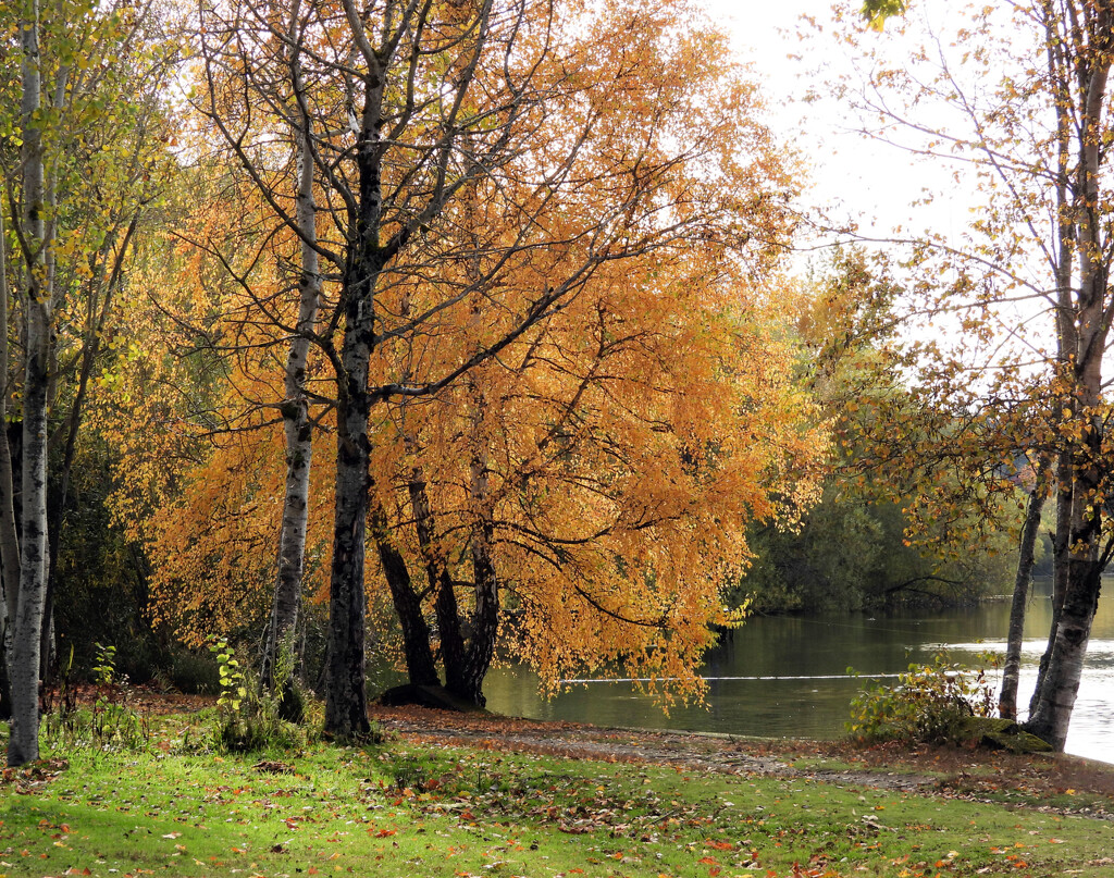 Fall's Color Glow by seattlite