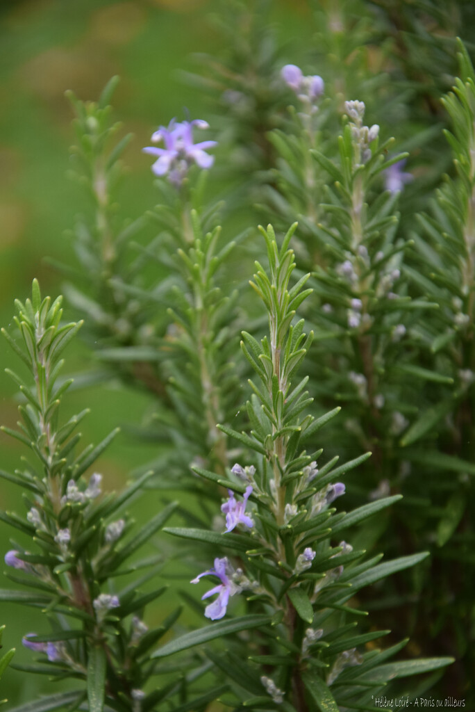 Rosemary by parisouailleurs