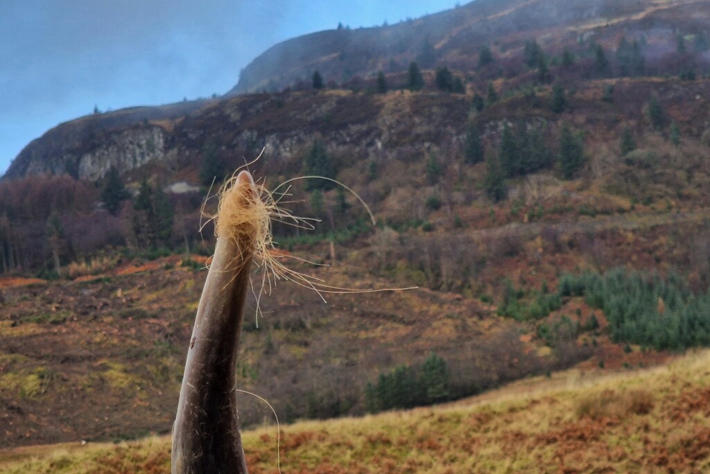 hairy horn by christophercox