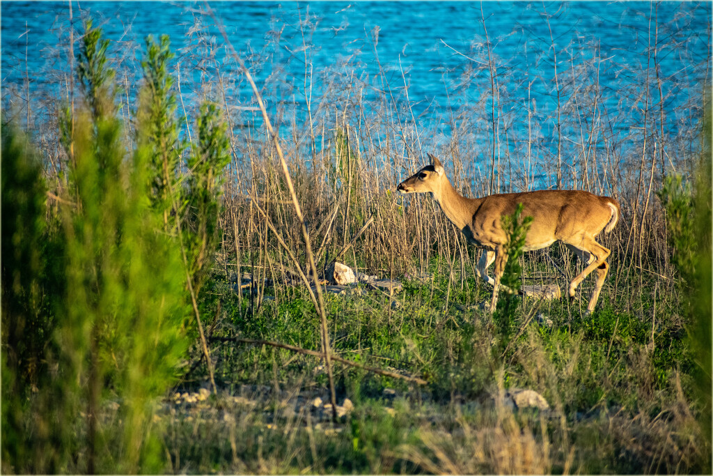 What message does a deer bring? by 365projectorgchristine