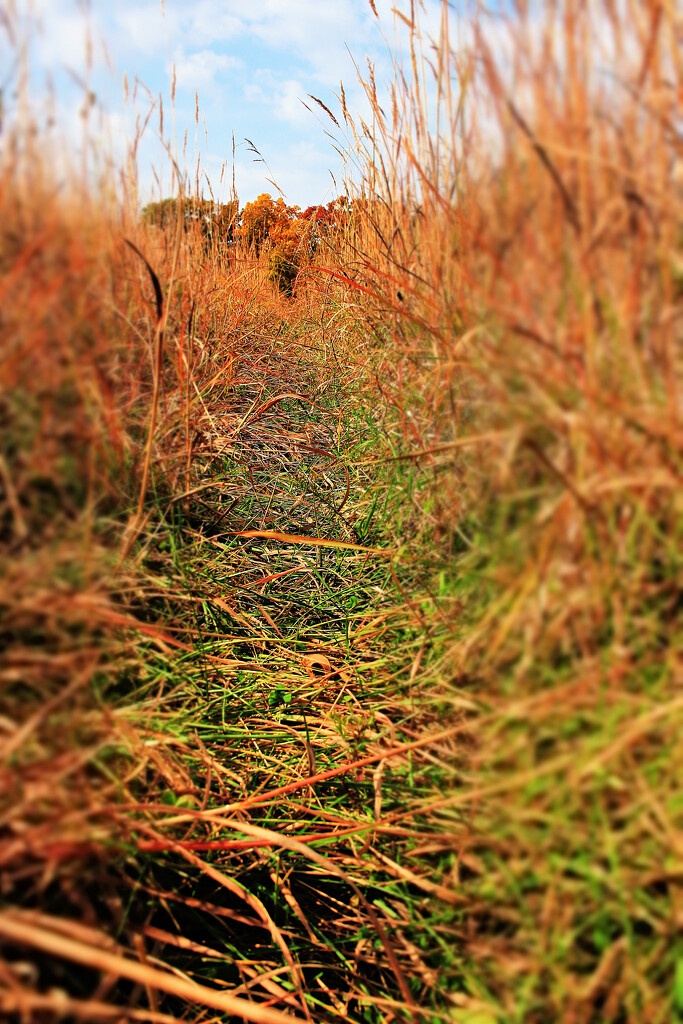 Early Autumn Path Through the Tall Grasses by juliedduncan