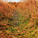 Early Autumn Path Through the Tall Grasses