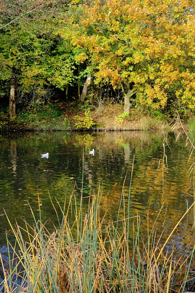 by the pond by kametty