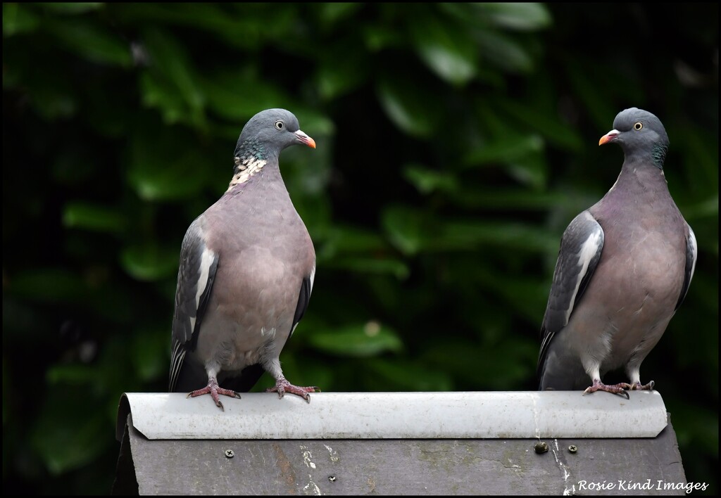 Staring at each other by rosiekind