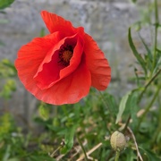 11th Nov 2024 - Where poppies grow 