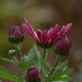 Chrysanthemums~~~~~