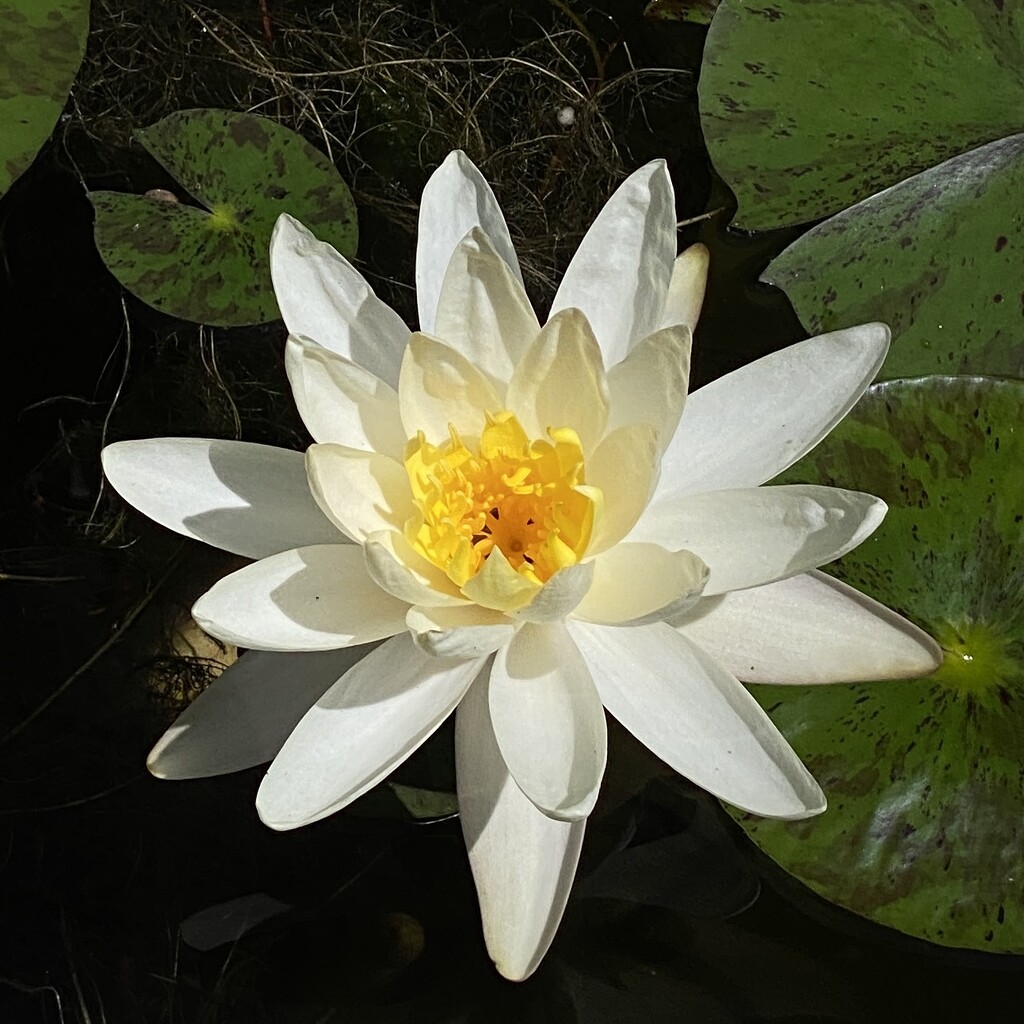 Water Lily. Royal Botanic Gardens. Sydney.  by johnfalconer