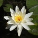 Water Lily. Royal Botanic Gardens. Sydney. 