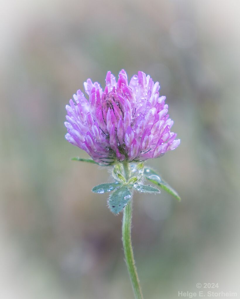 Red clover by helstor365