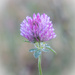 Red clover