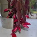 Thanksgiving Cactus Flowers