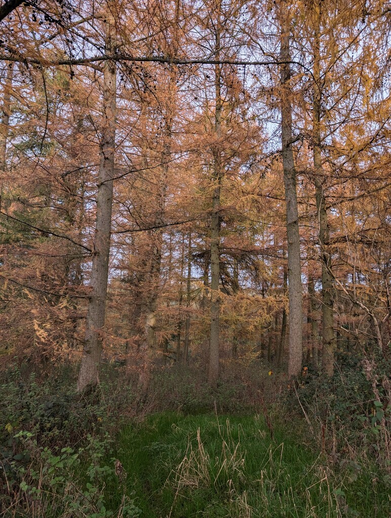 AUTUMN COLOURS. by derekskinner