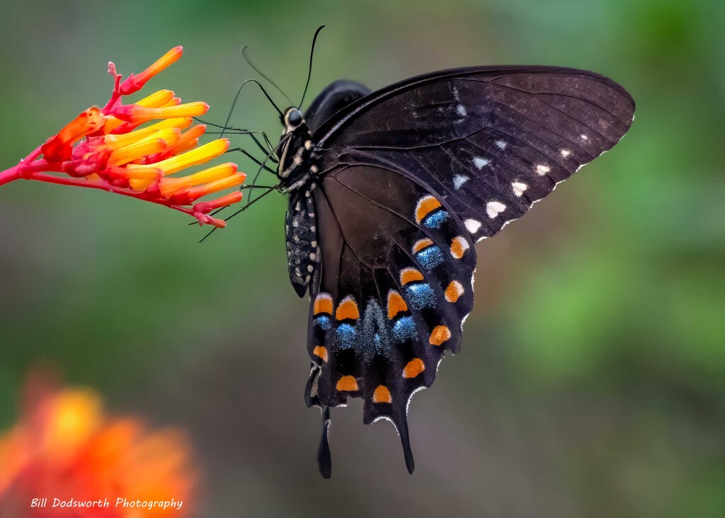 Folded wings of a Spicebush Butterfly by photographycrazy