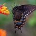 Folded wings of a Spicebush Butterfly