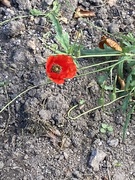11th Nov 2024 - Remembrance 