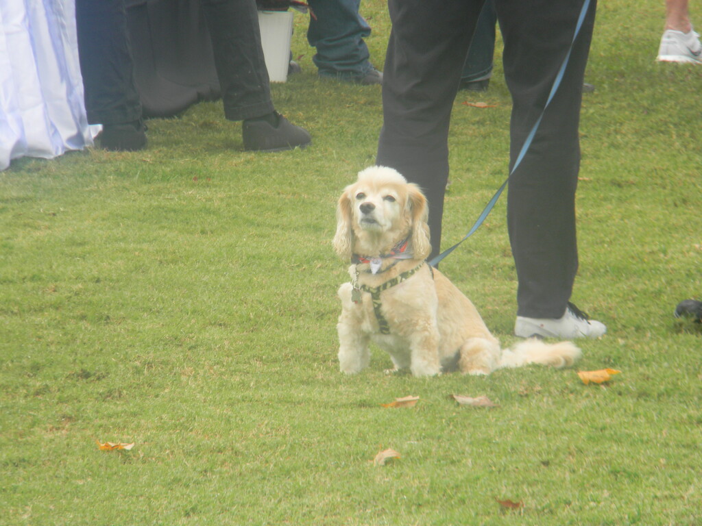 Dog in Veterans Freedom Park  by sfeldphotos