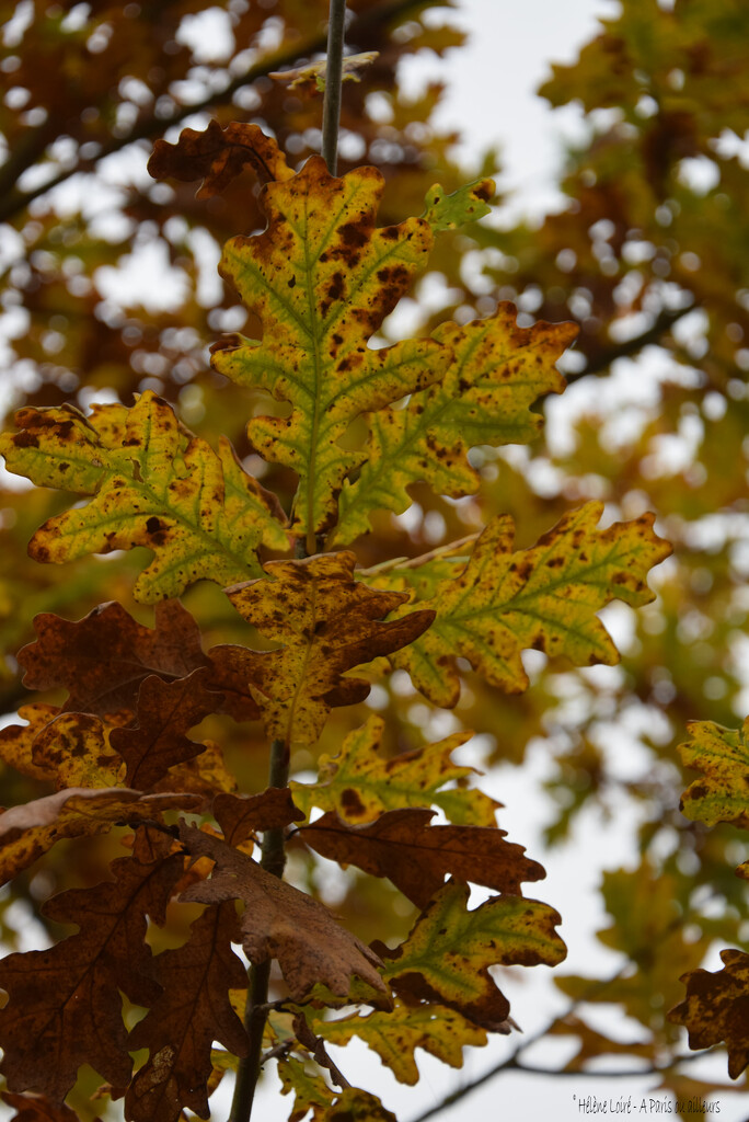 oak tree by parisouailleurs