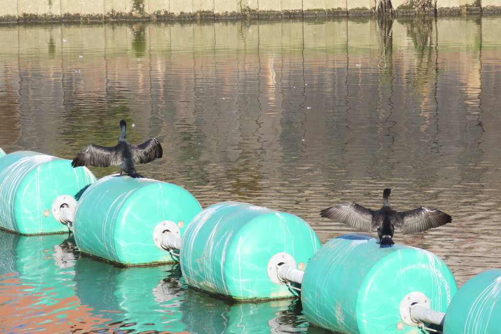 Cormorants spreading their wings by redbiro