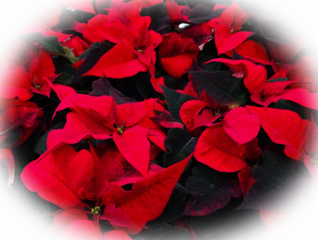 Poinsettias galore by beryl