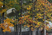 11th Nov 2024 - Fall Foliage in Fog