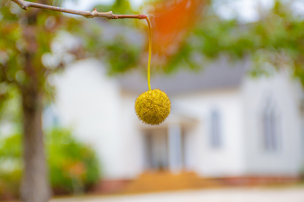 Sycamore seed... by thewatersphotos