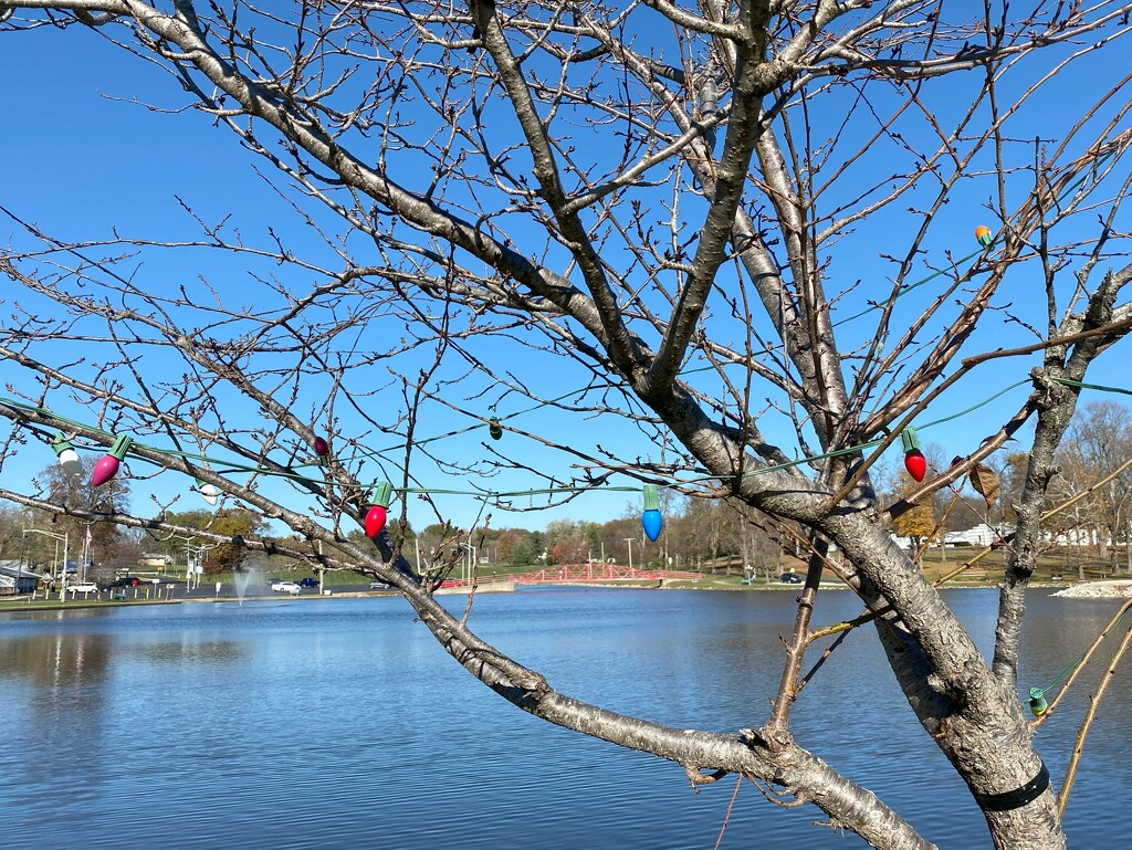 The Christmas lights are up already at the park by tunia